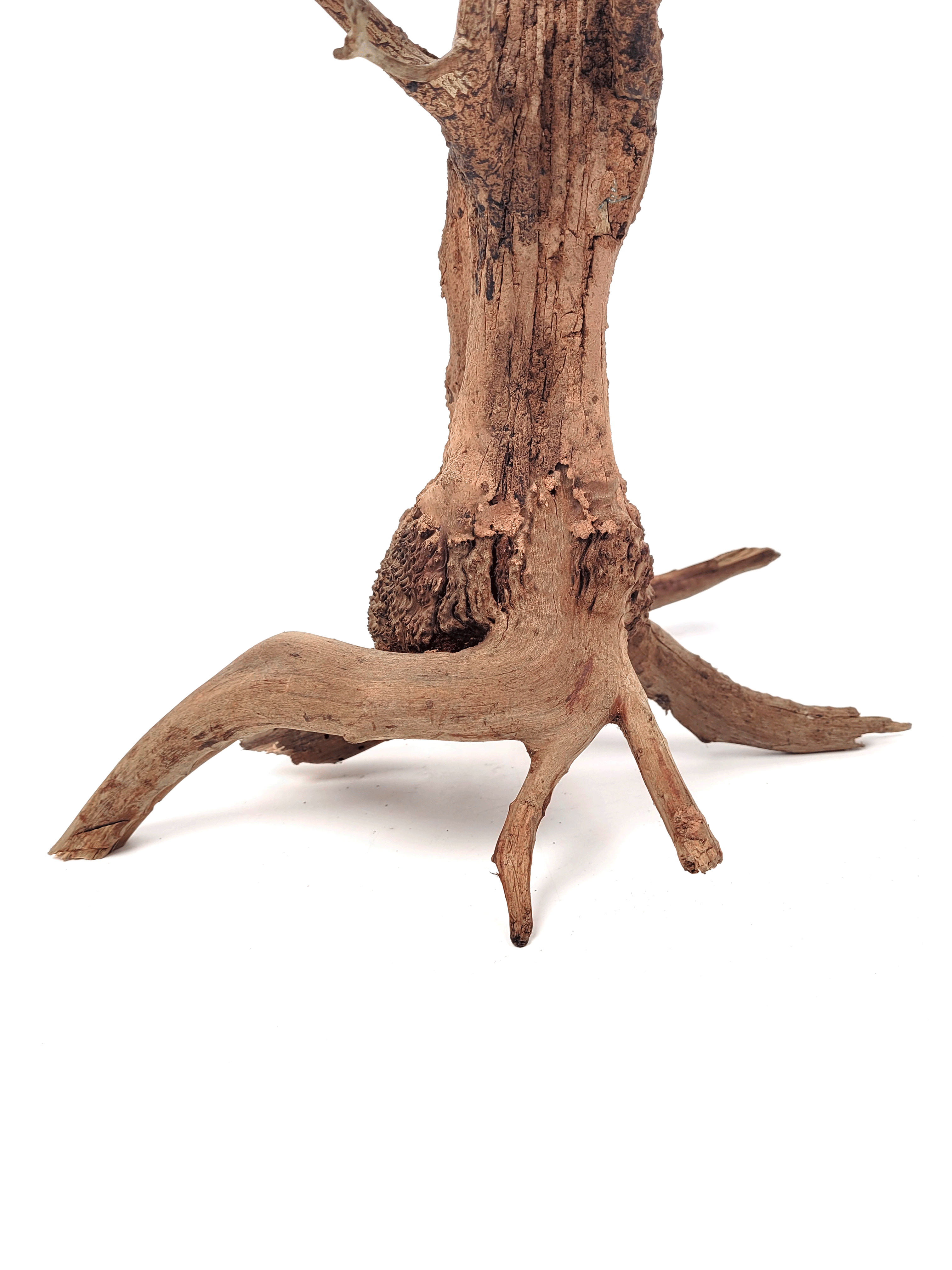 detail_tree_trunk (1)