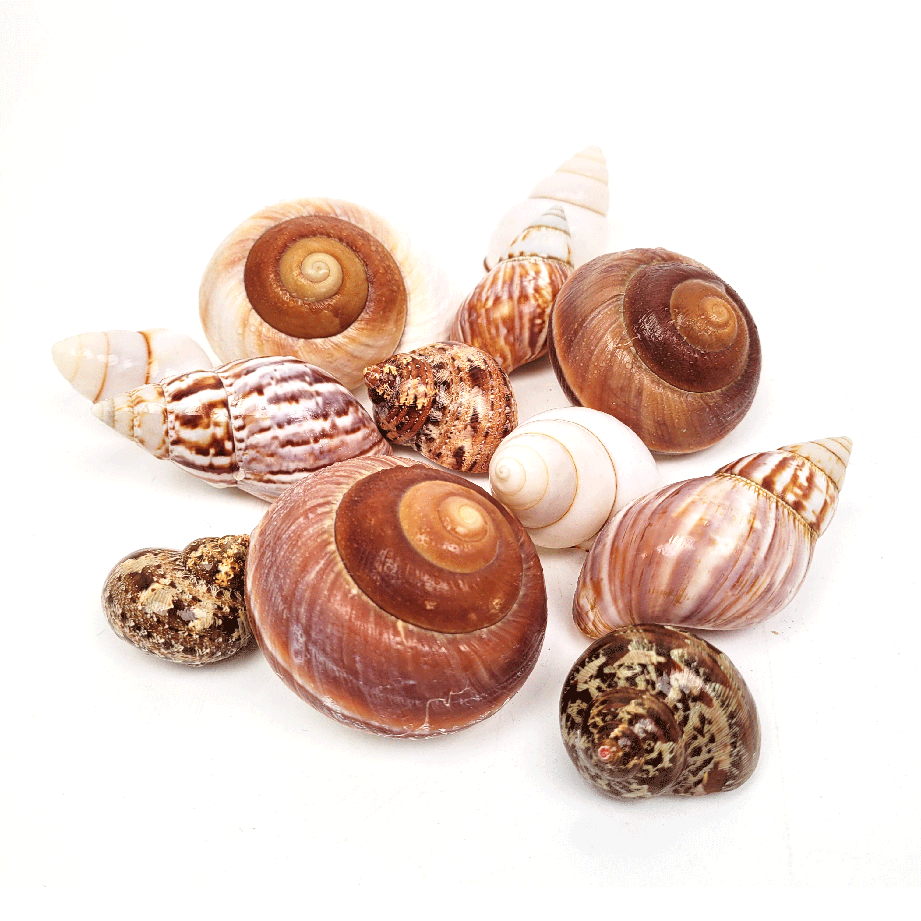 shell_shelter_mix (1)