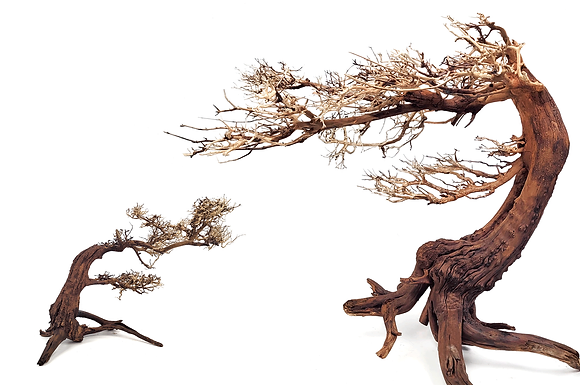 wio_arboretum_bonsai_1