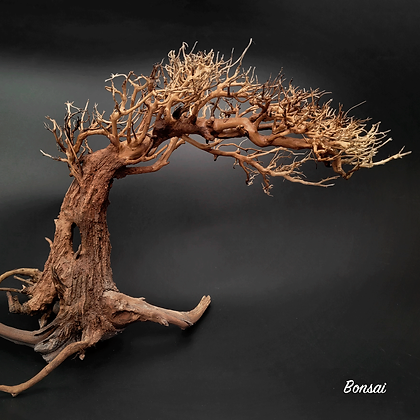 wio_arboretum_bonsai_3