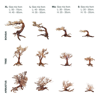 wio_arboretum_bonsai_4
