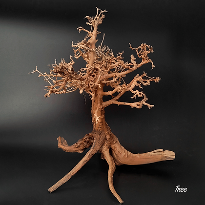 wio_arboretum_tree_2