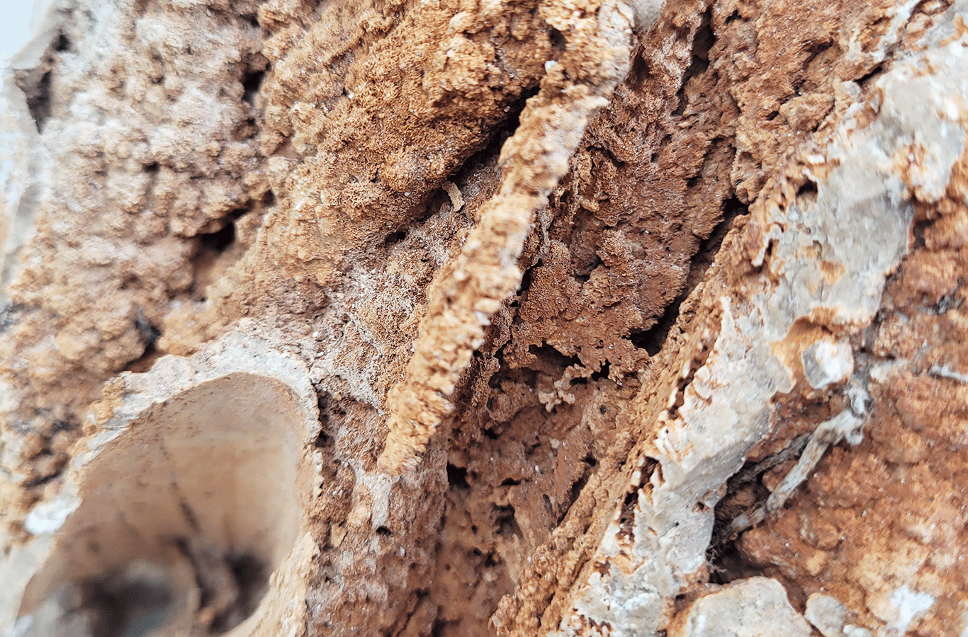 wio_stones_paleorock_detail